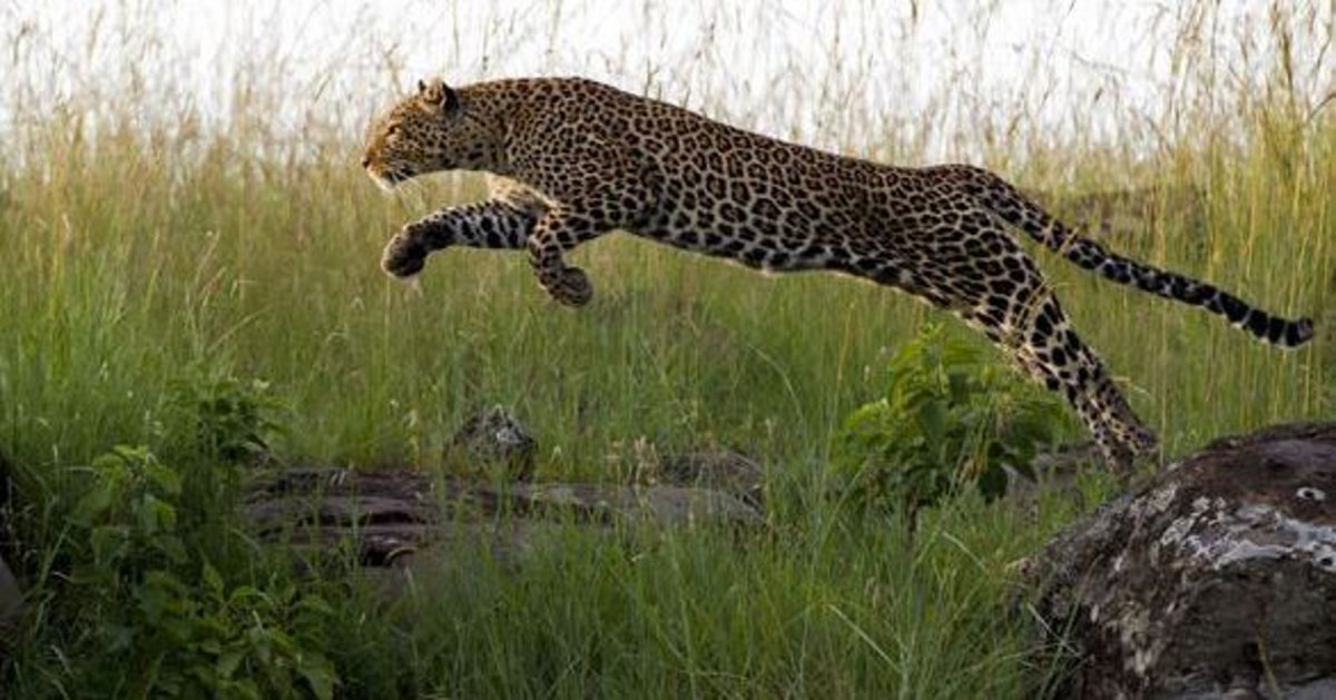 Леопарды в прыжке (44 фото)