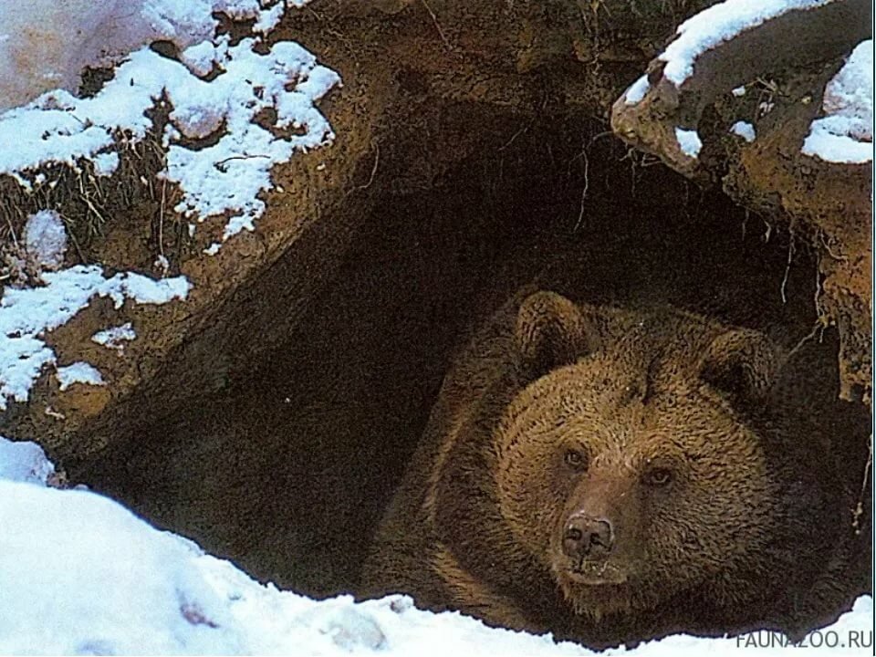Медведи в берлоге (45 фото)