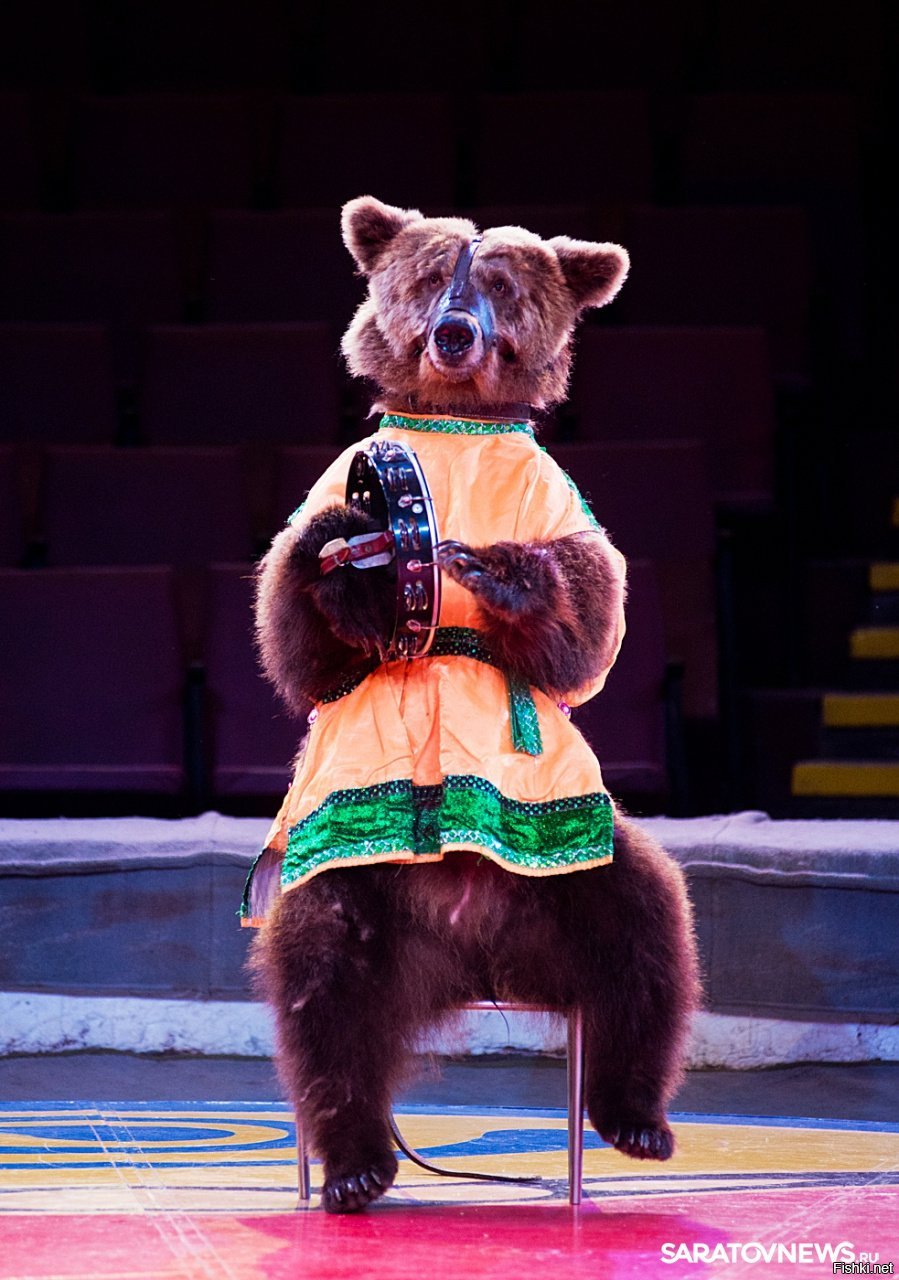 Медведи в цирке (60 фото)