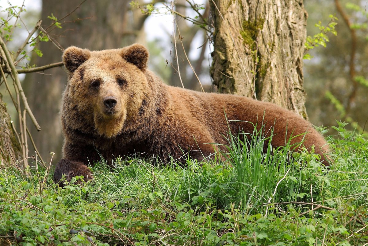 Медведи в лесу (58 фото)