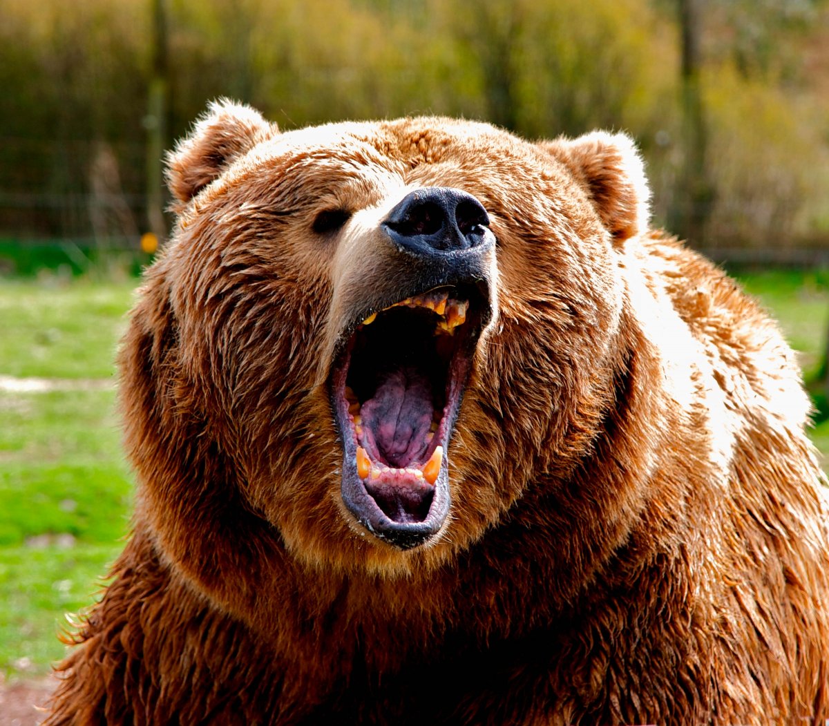 Злой медведь (61 фото)