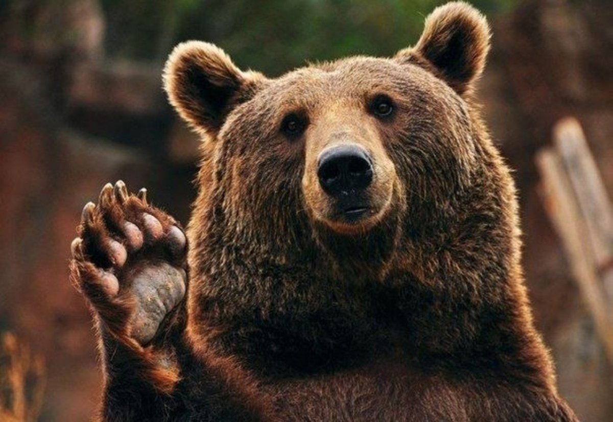 Медведь машет лапой (44 фото)
