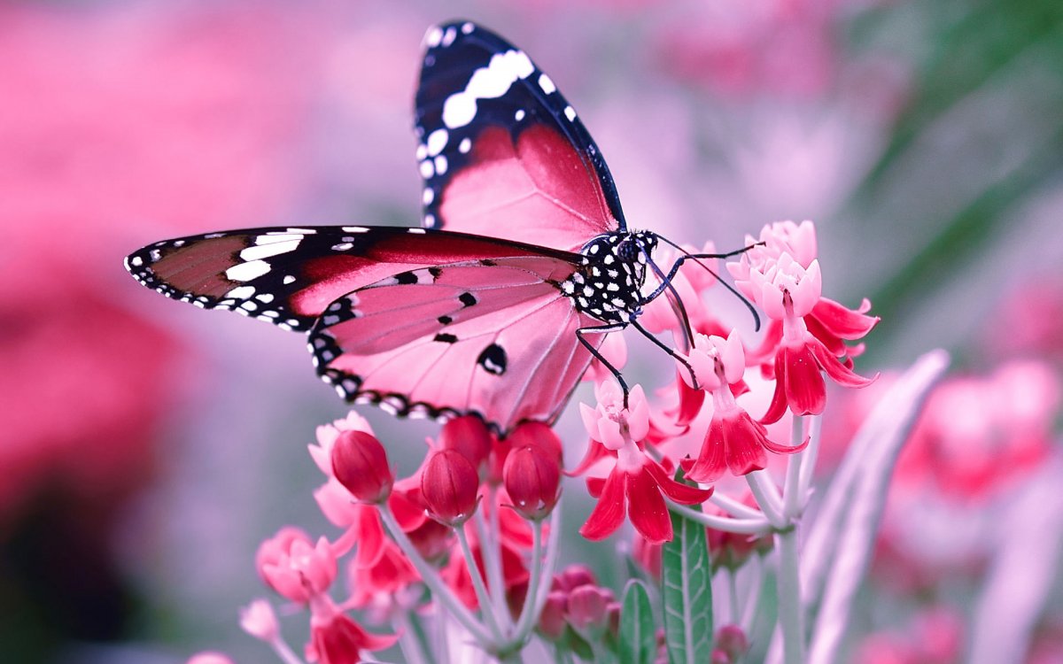 Красивые бабочки (73 фото)
