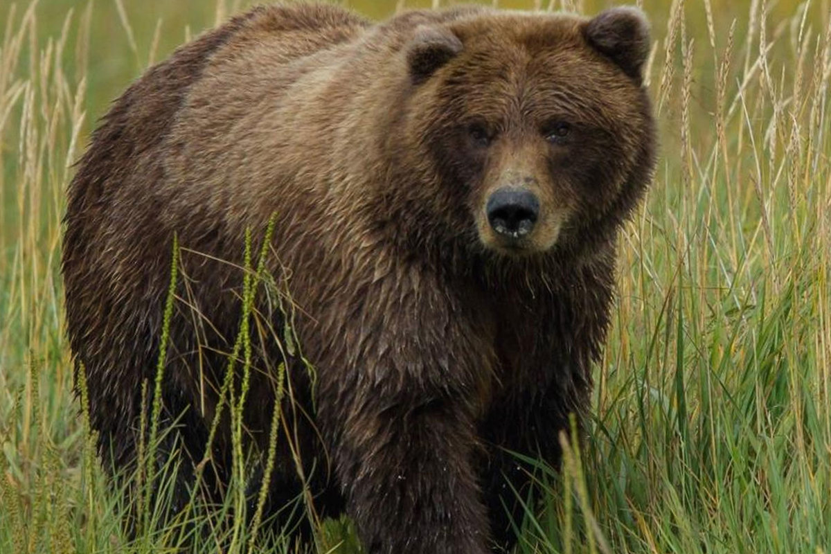 Калифорнийский бурый медведь (36 фото)