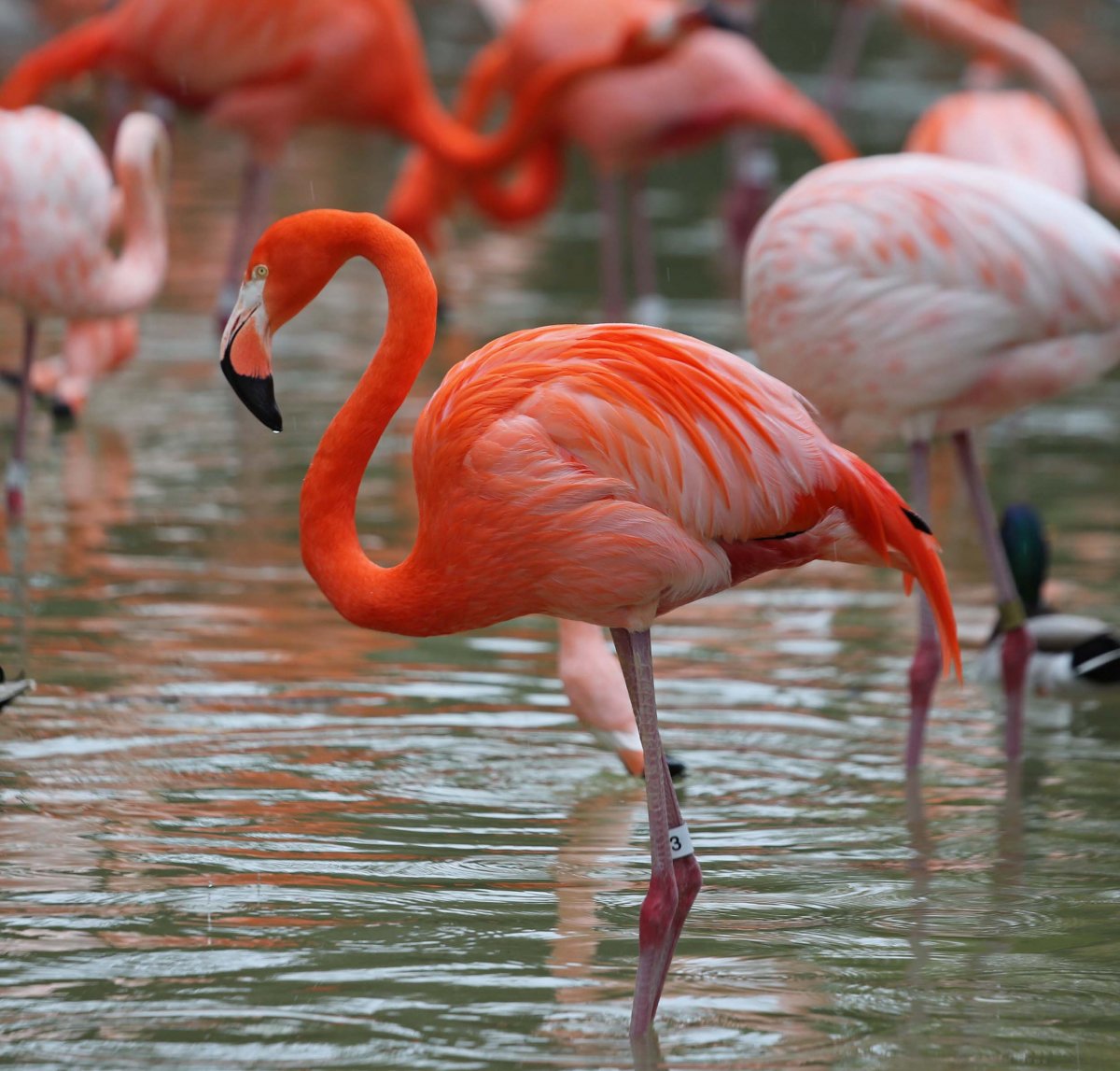 Фламинговые (60 фото)