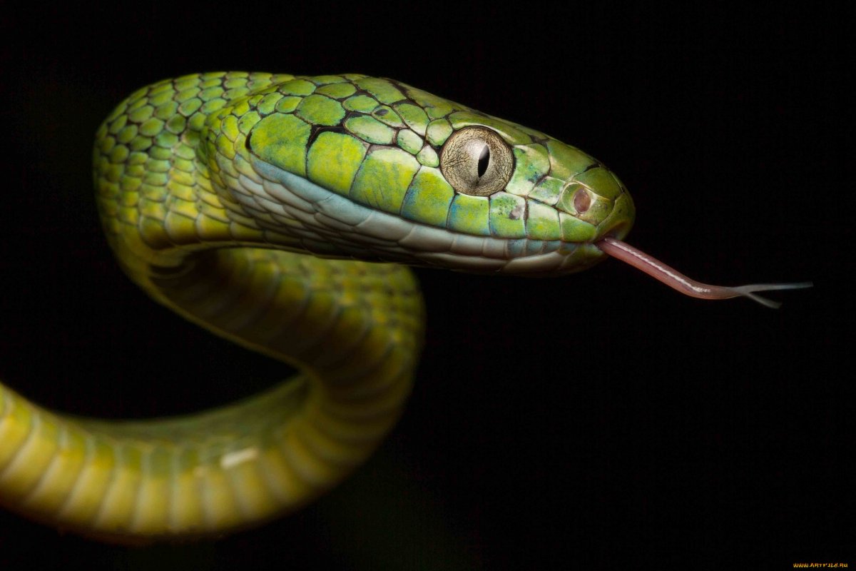 Змея Декея (55 фото)