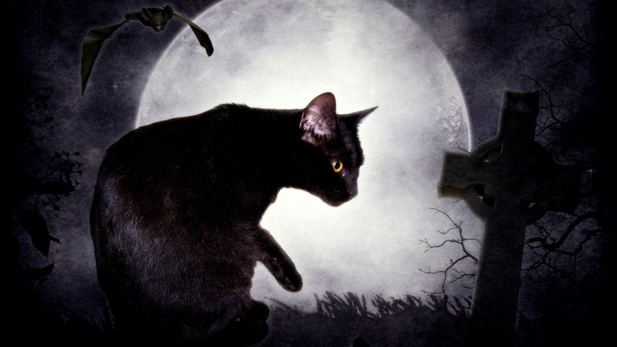 Кошки на фоне Луны (28 фото)