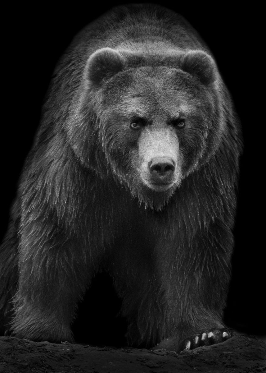 Черные фоны с медведями (30 фото)