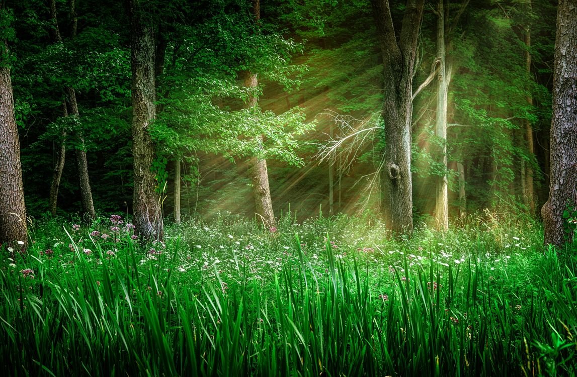 Полянка в лесу (54 фото)