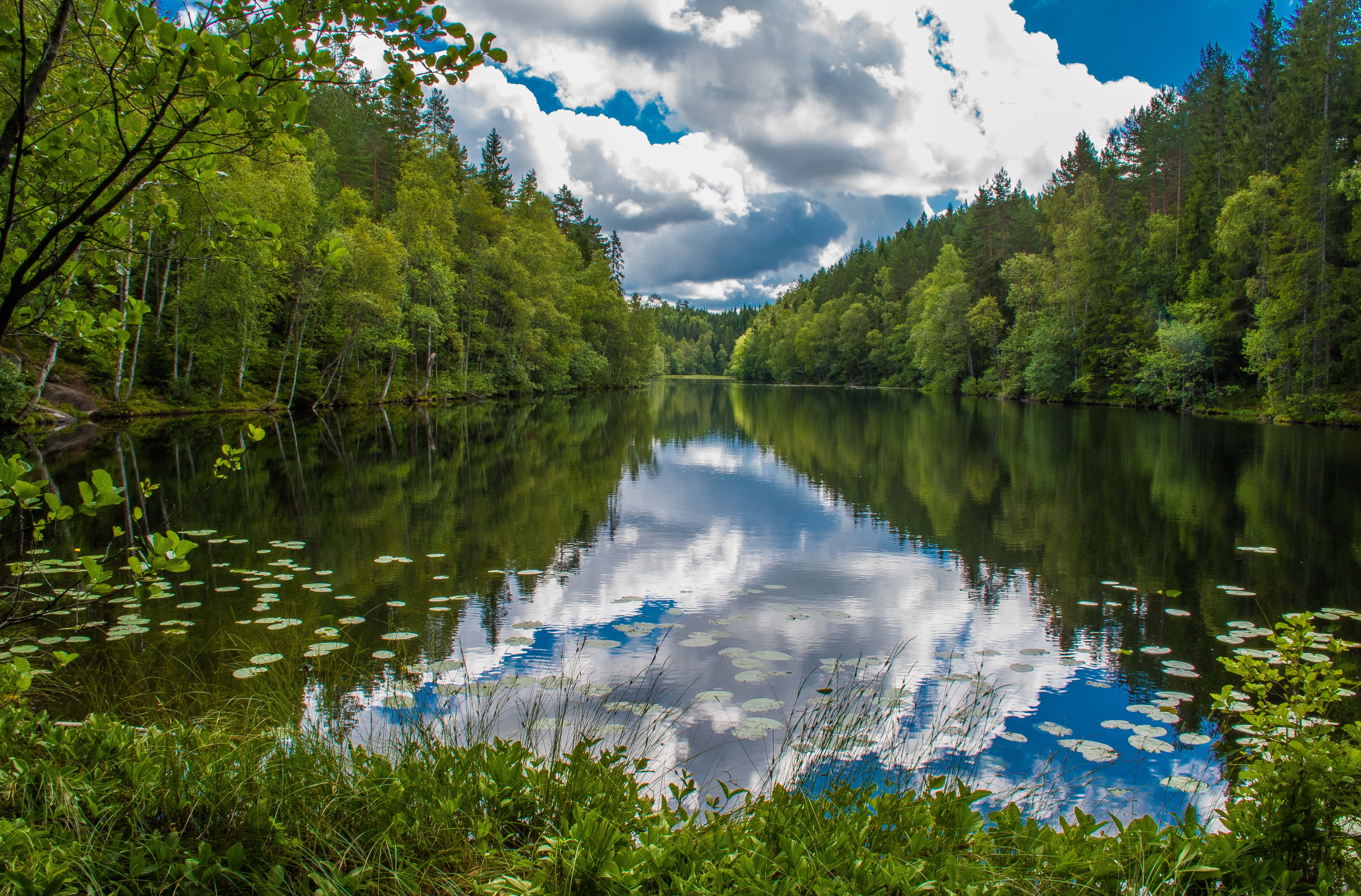Красивый лес с рекой. Хадыженское Лесное озеро. Лесное озеро Адыгея. Река в лесу. Озеро в лесу.