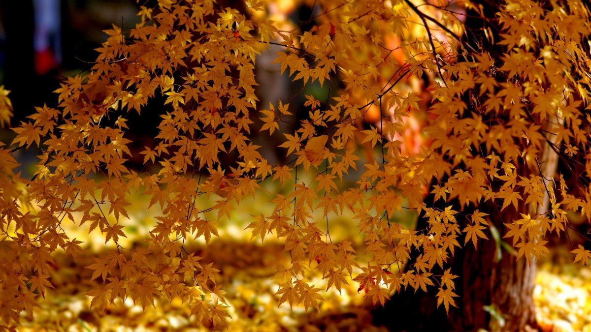 Золотая осень (59 фото)