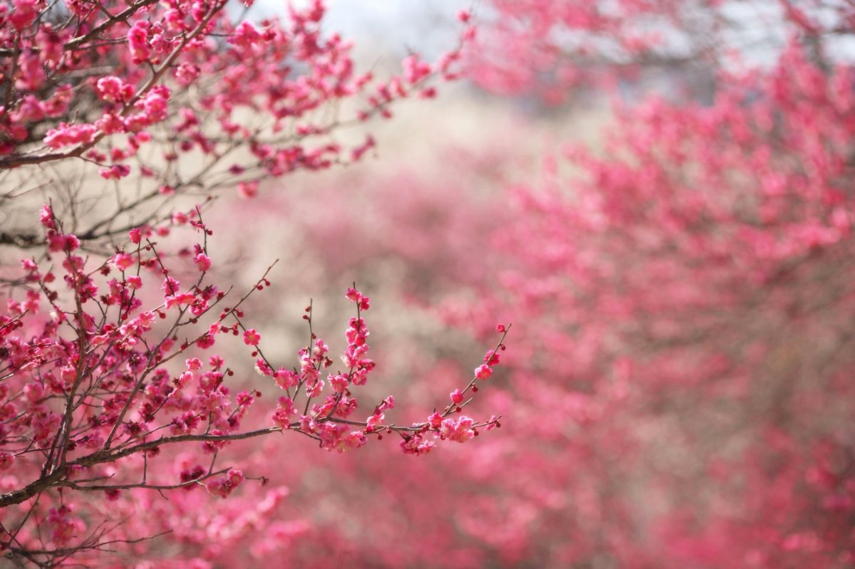 Цветение сакуры (58 фото)