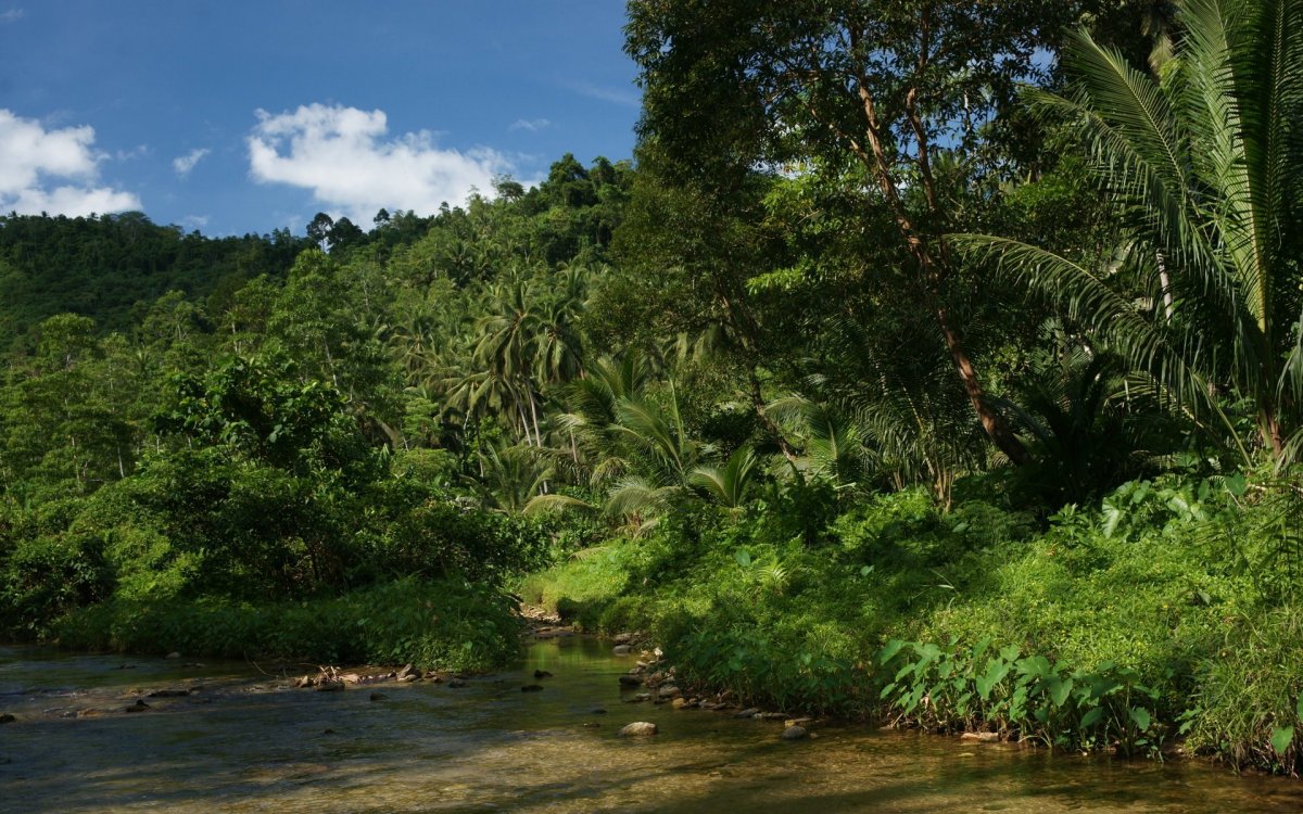 Тропический лес (52 фото)