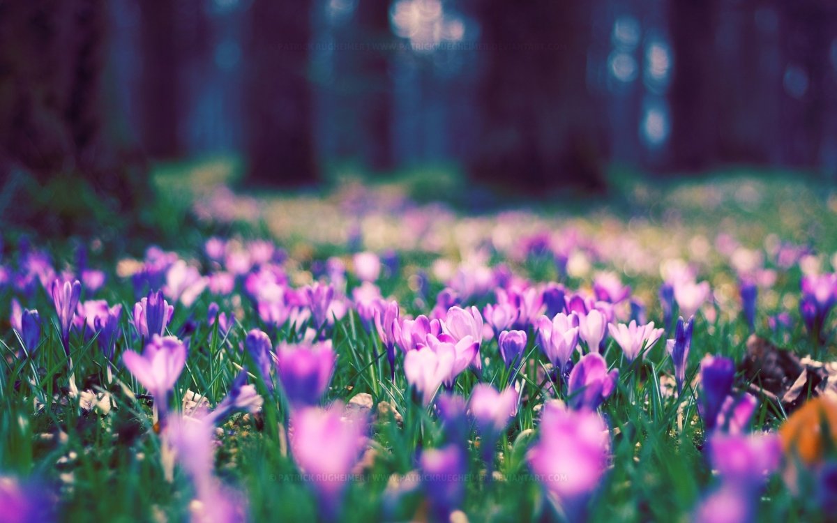 Весна природа (56 фото)