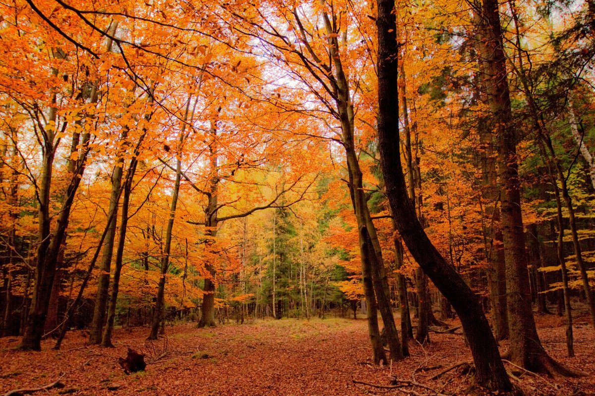 Осенний лес (63 фото)