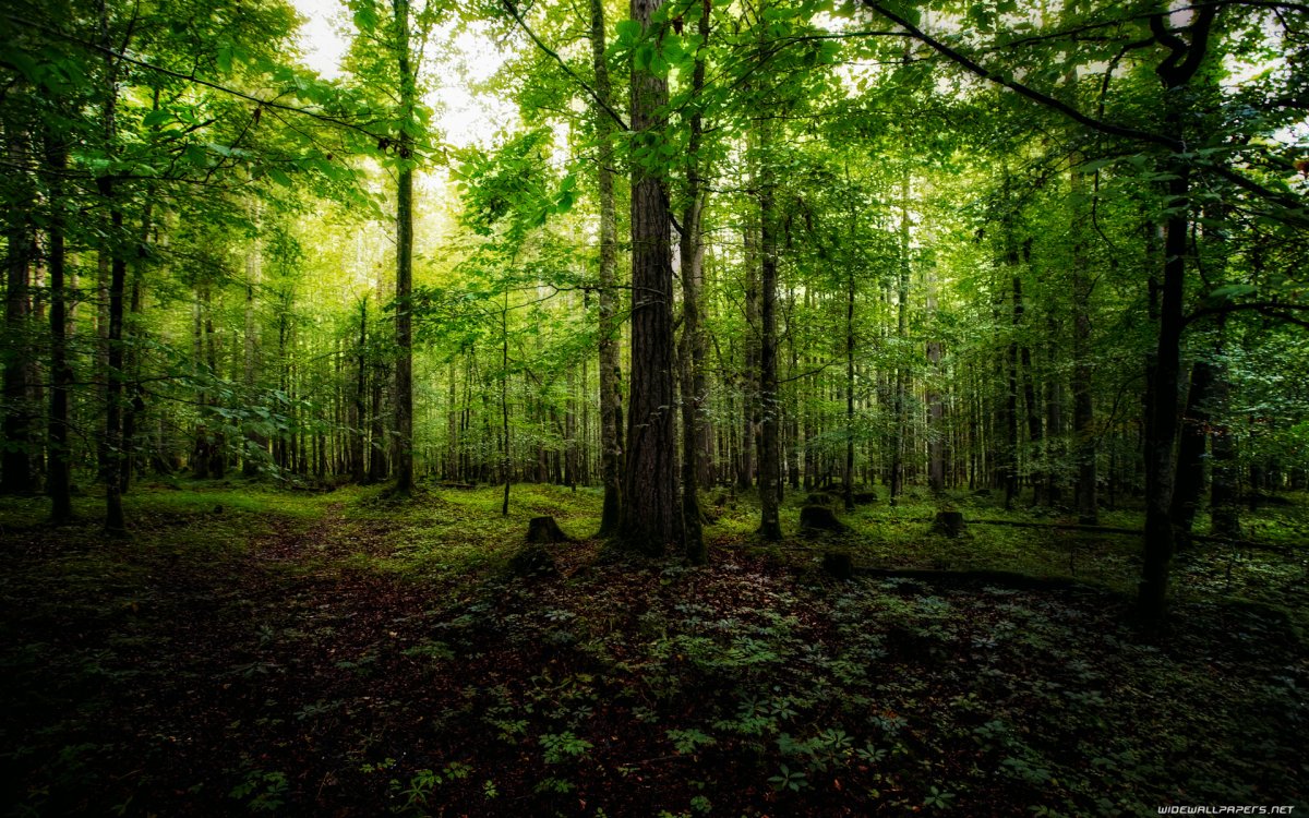 Зеленый лес (63 фото)