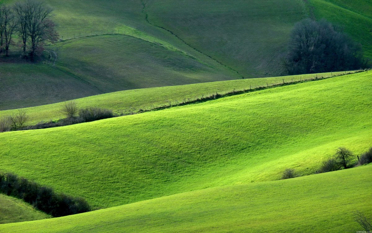 Зеленое поле (62 фото)