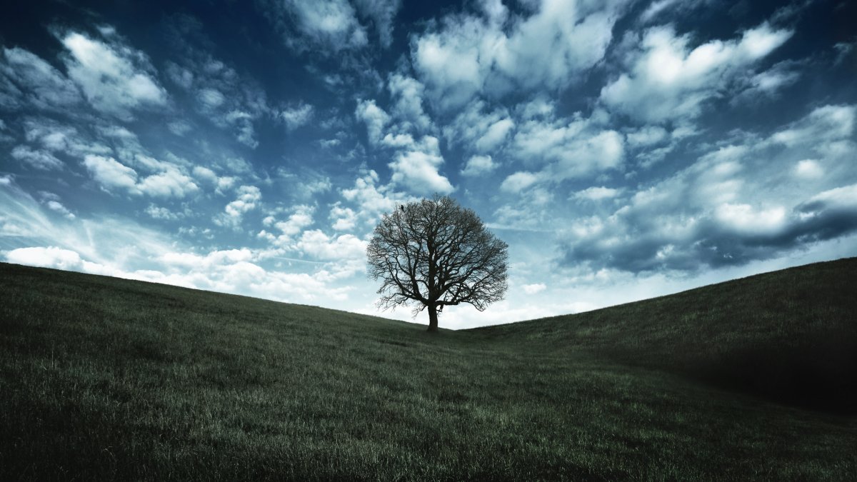 Одинокий дуб (58 фото)