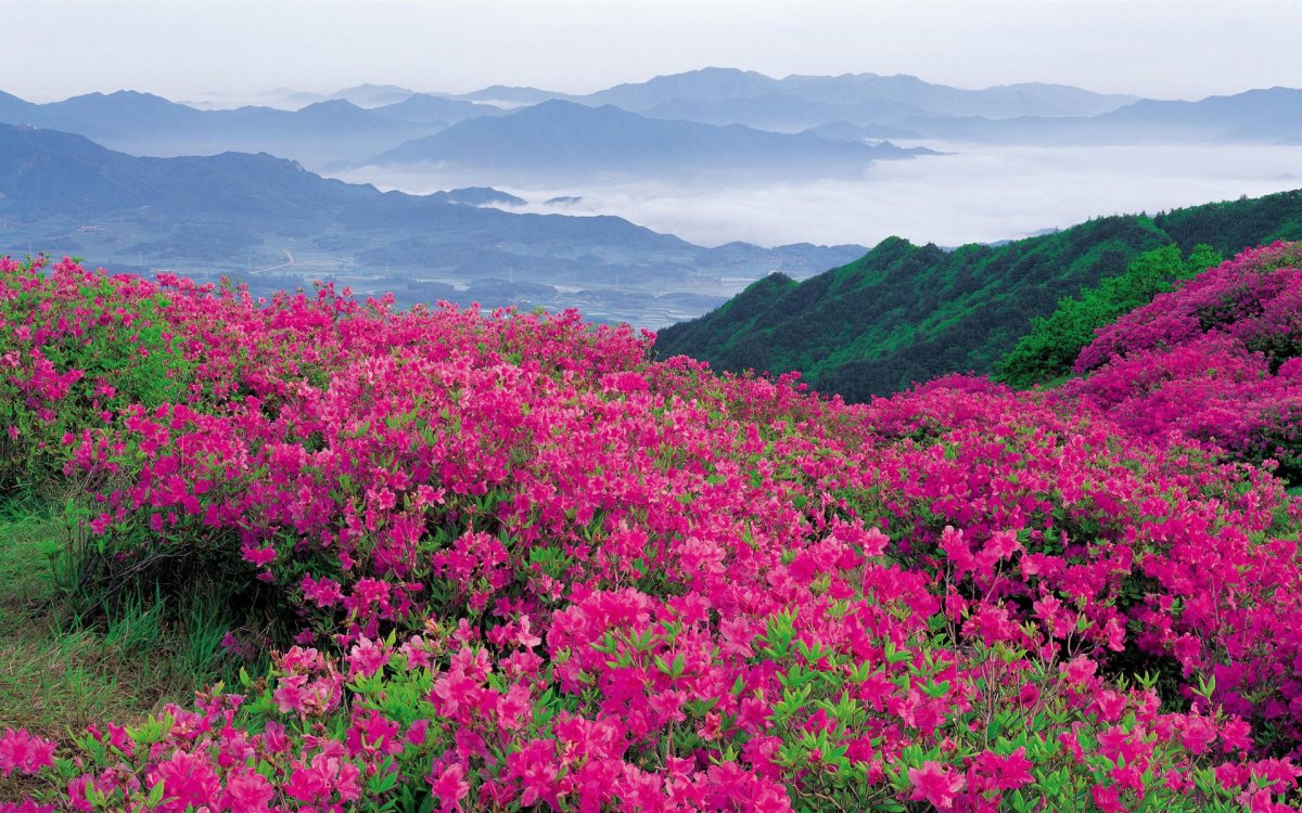 Цветы в горах (59 фото)