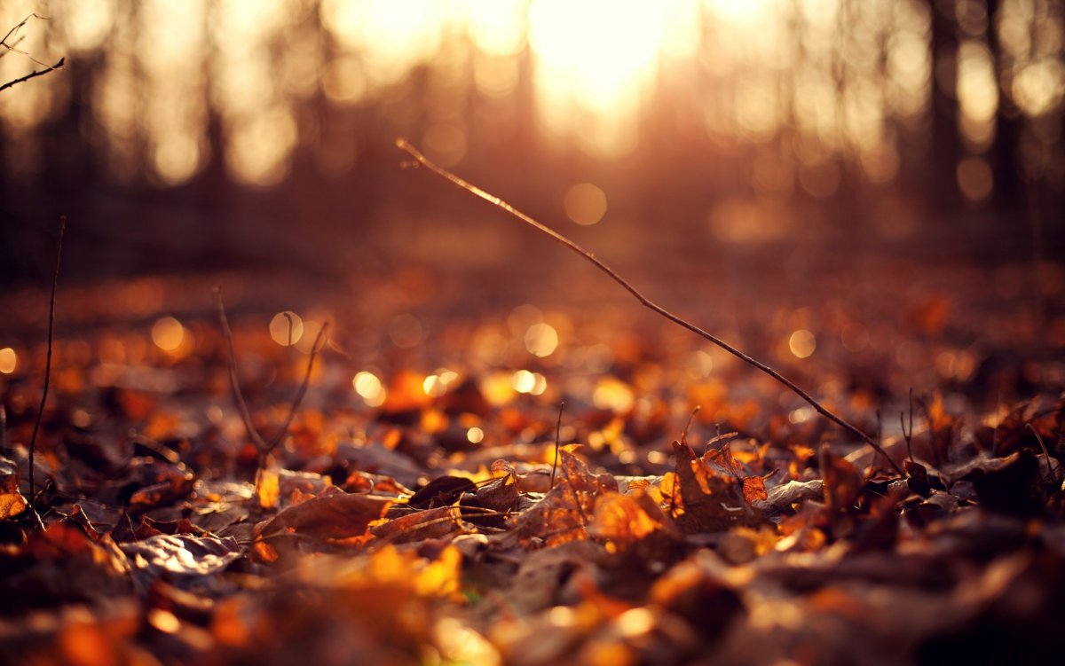 Осеннее солнце (58 фото)