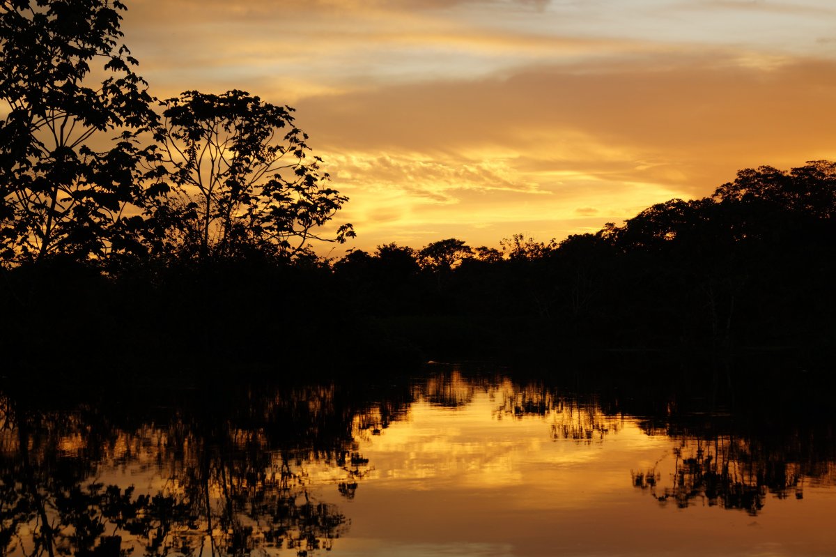 Река Амазонка (60 фото)