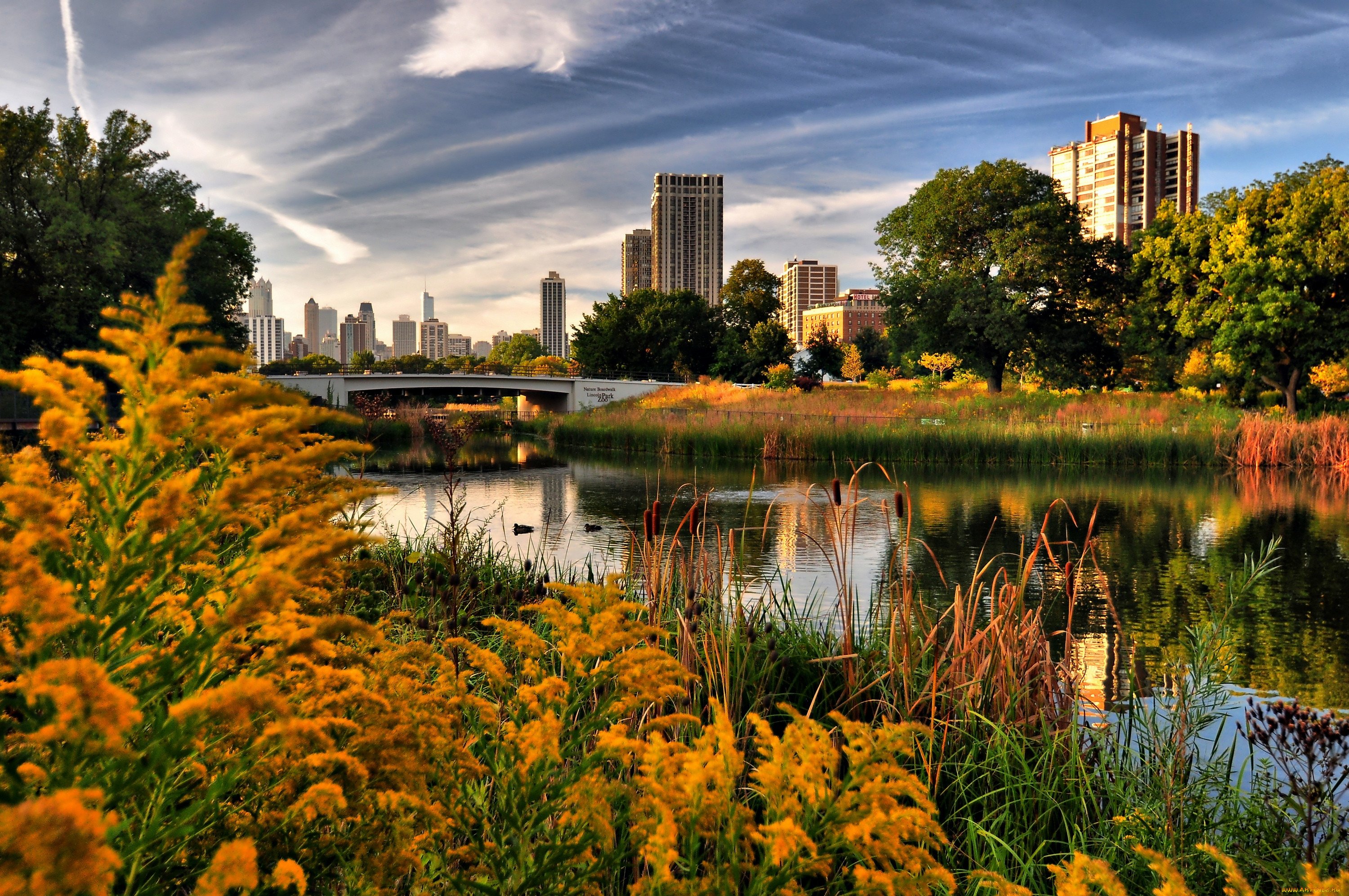 Живая природа города. Осень в Нью-Йорке Центральный парк. Штат Нью-Йорк природа. Чикаго Иллинойс парк осенью. НЙ Центральный парк вид на озеро.