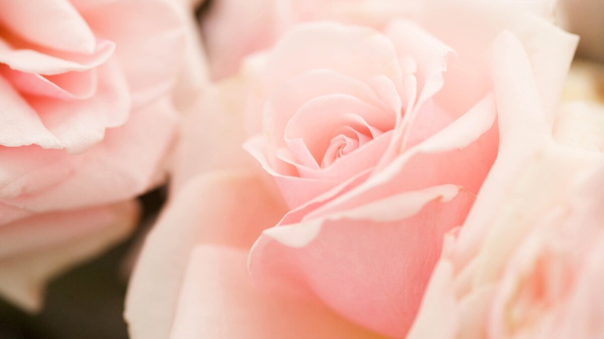 Розовые розы (61 фото)