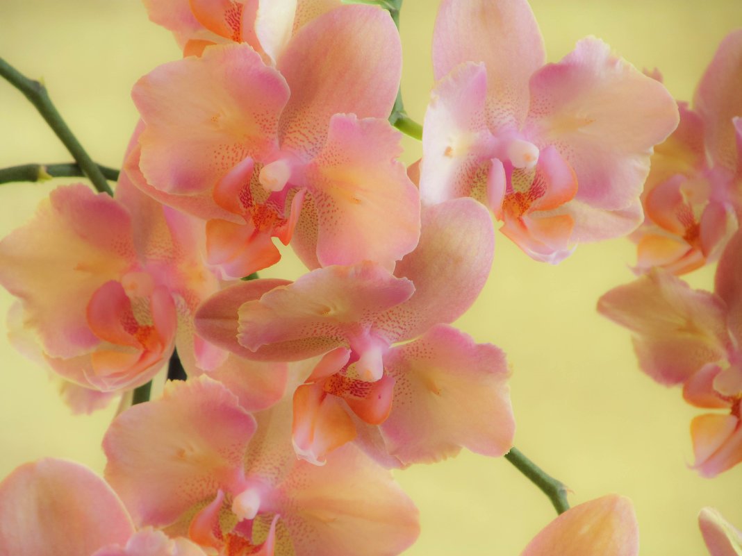 Орхидея Сурф Сонг (51 фото)