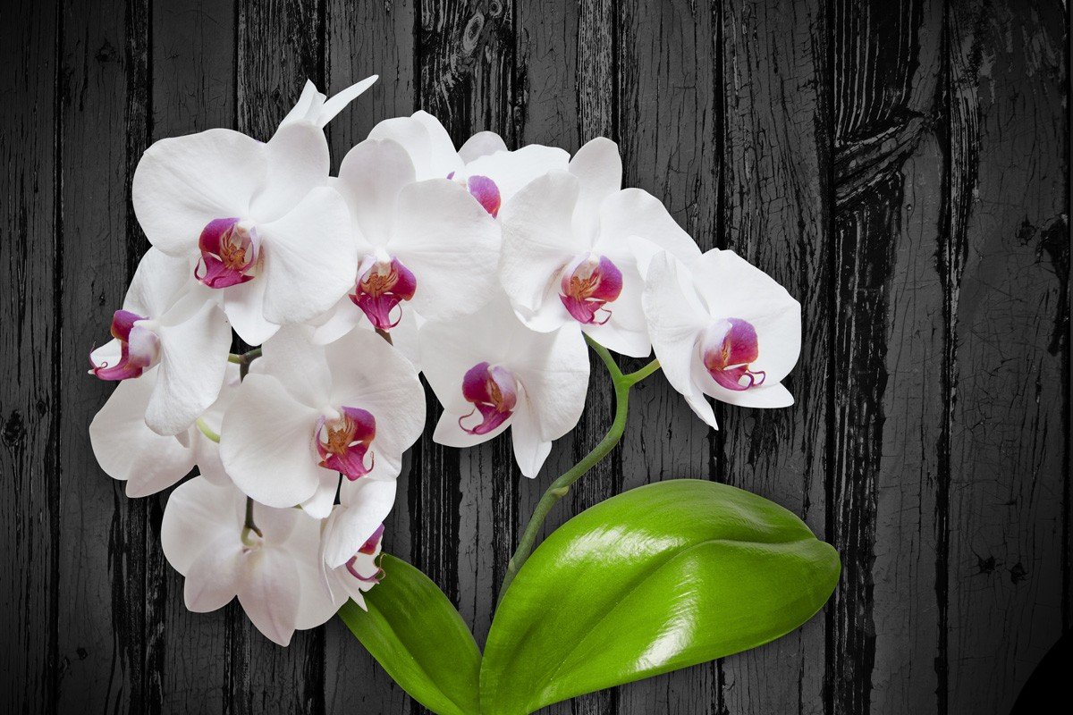 Орхидея фаленопсис расцветки (60 фото)