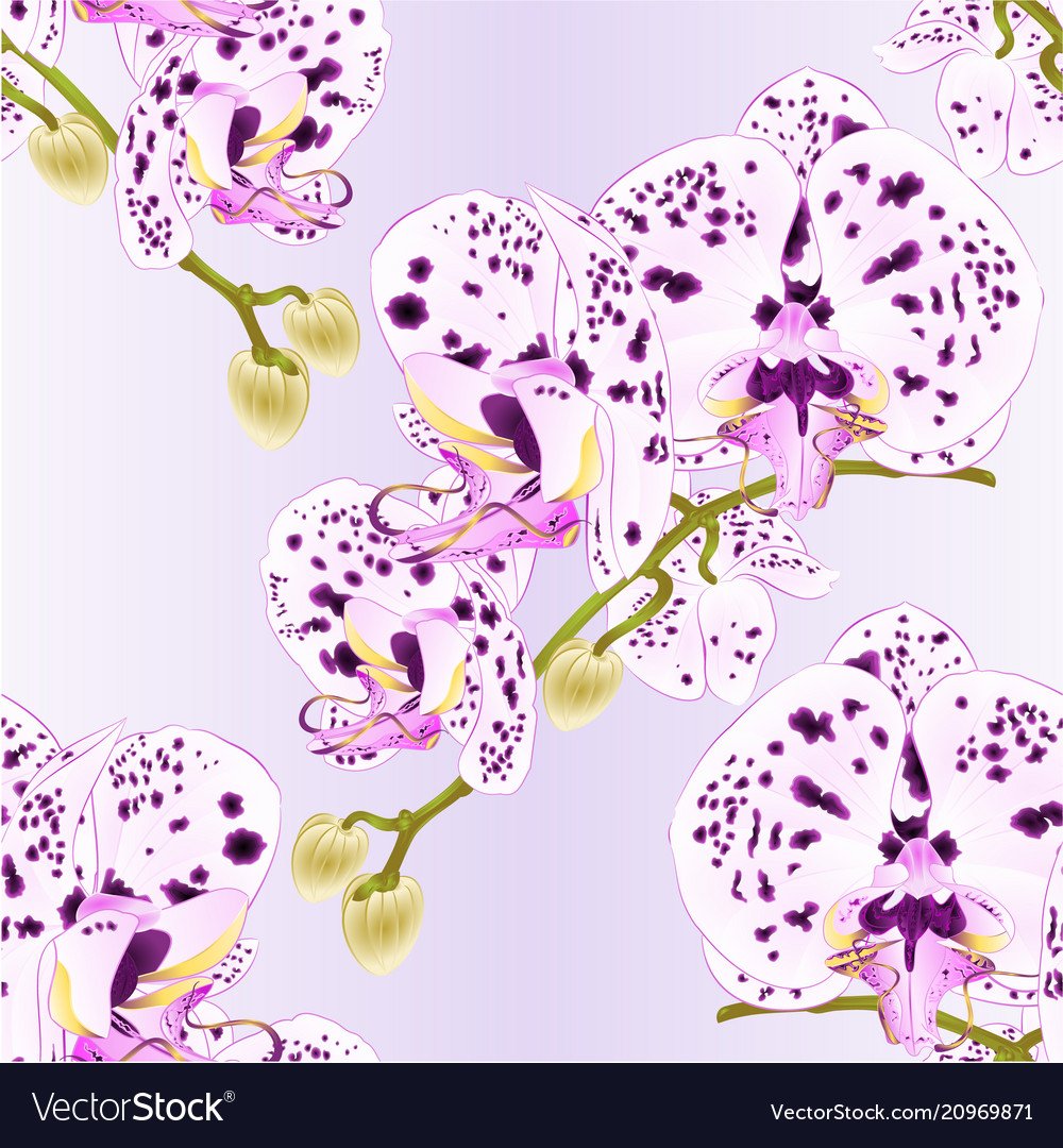 Орхидея белая с фиолетовыми пятнами (47 фото)