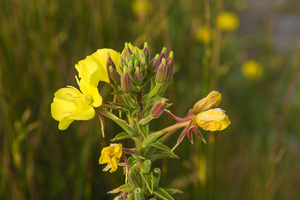 Ослинник. Энотера Биеннис. Энотера двулетняя. Энотера двулетняя (Oenothera biennis).