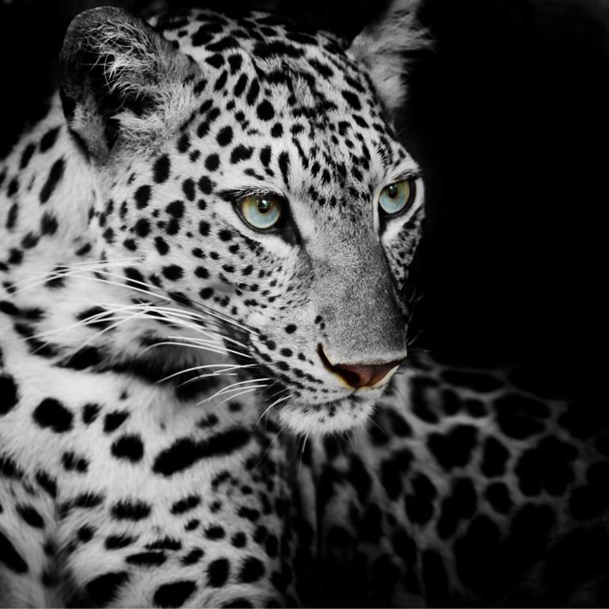 Белый леопард (63 фото)