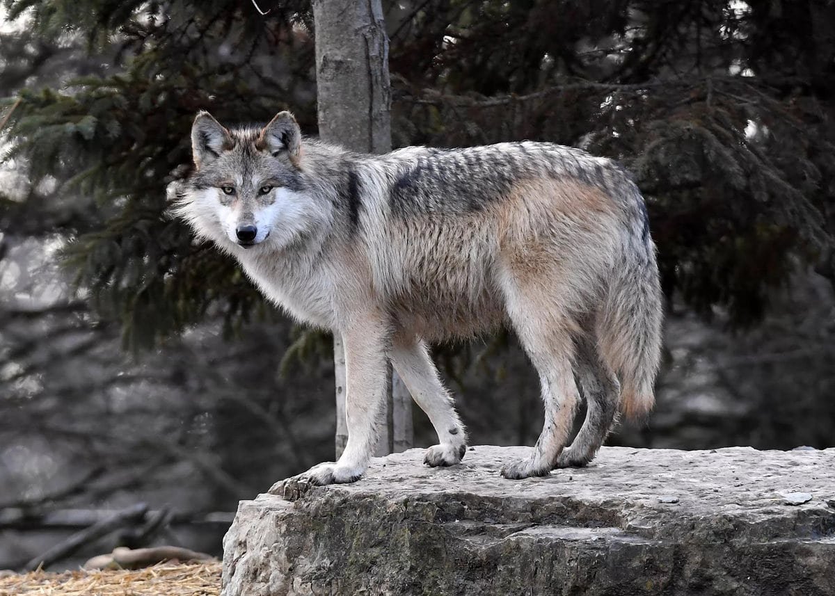 Кавказский волк (62 фото)