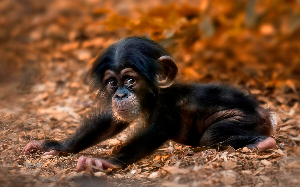 Черная обезьяна (55 фото)