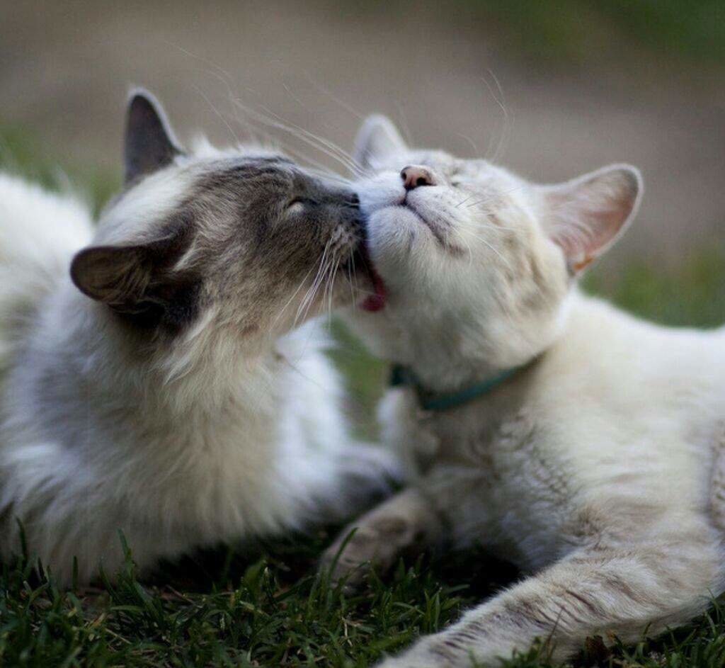 Кошачья любовь (62 фото)