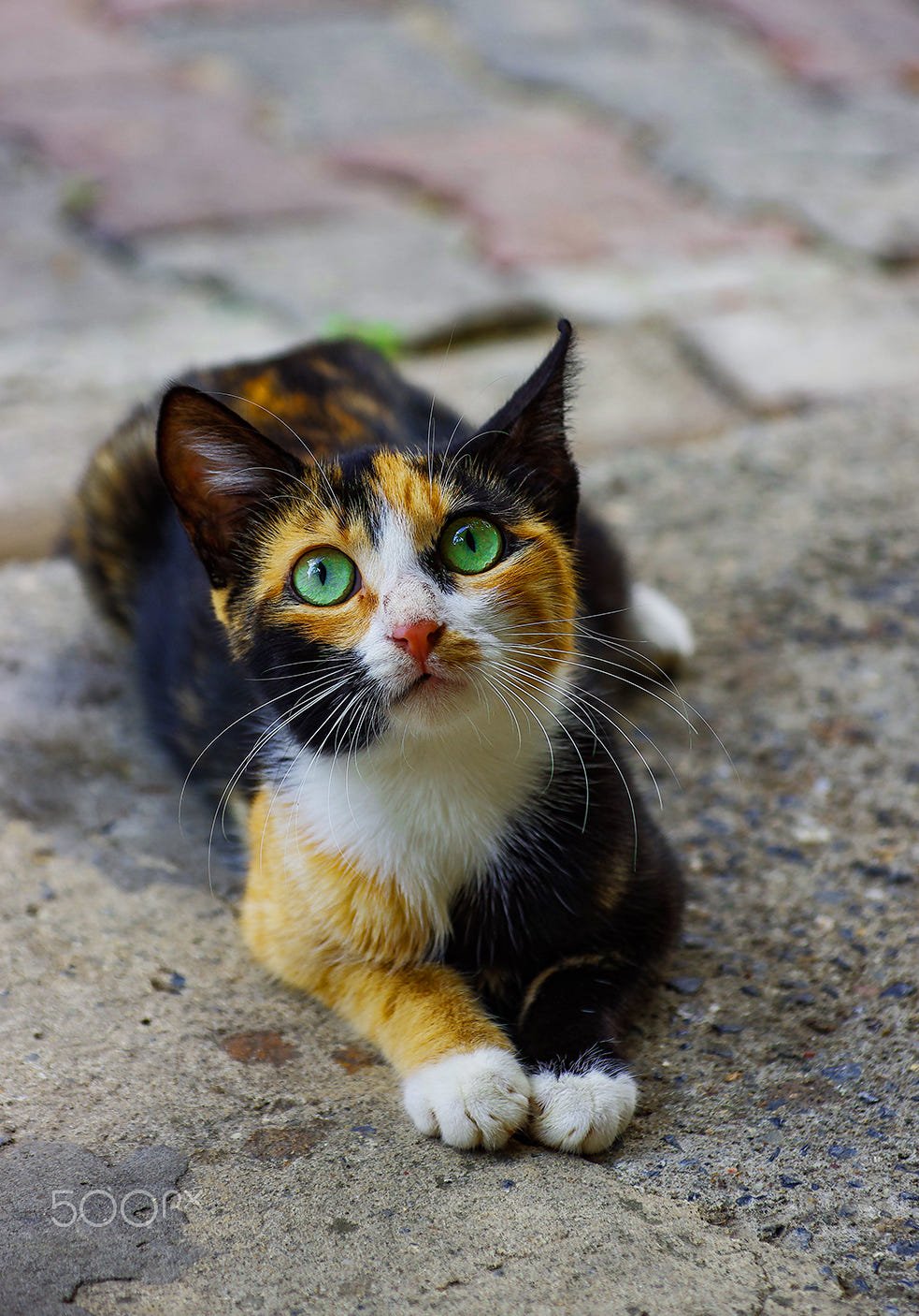 Трехцветные котята (52 фото)