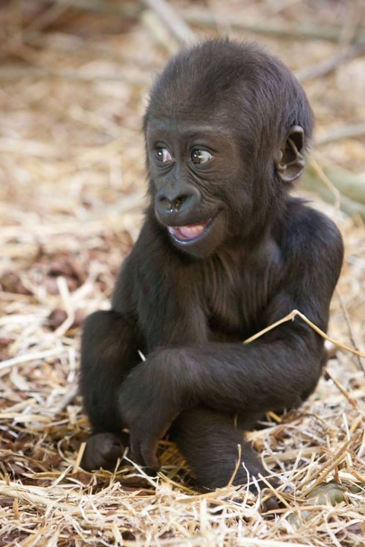 Детеныш гориллы (65 фото)