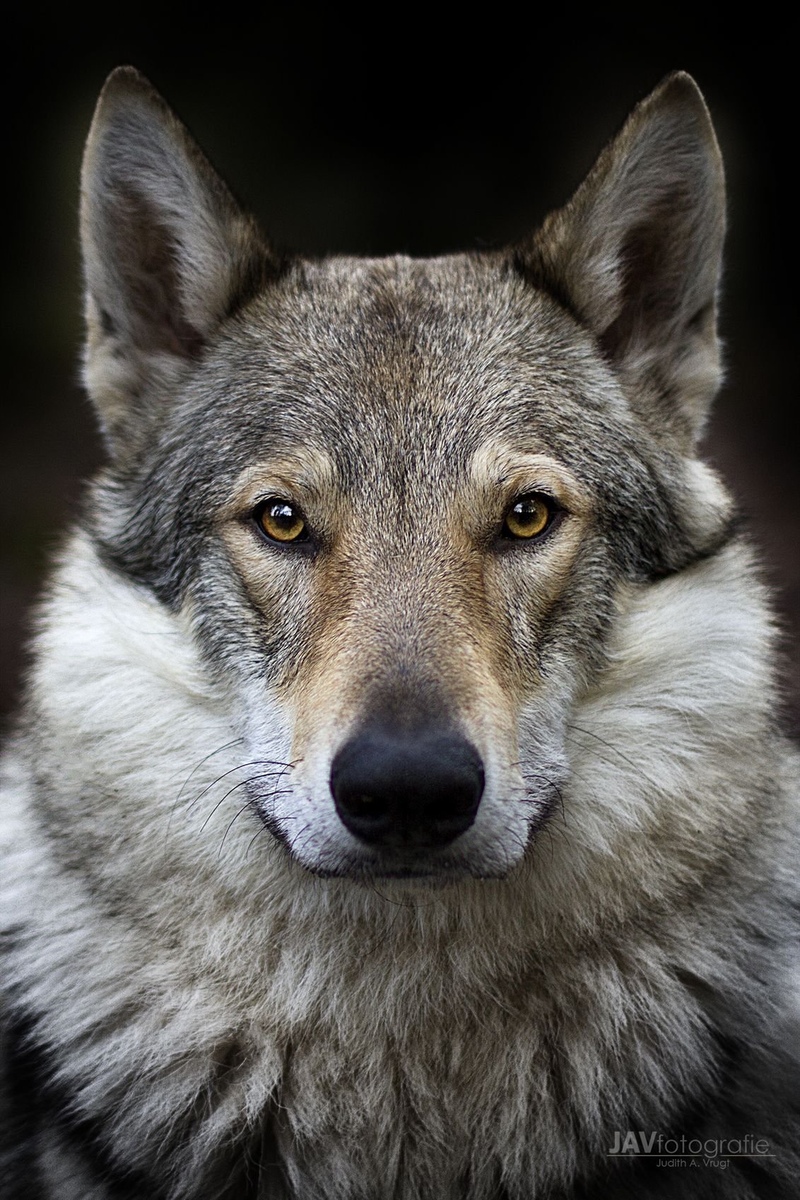 Уши волка (63 фото)