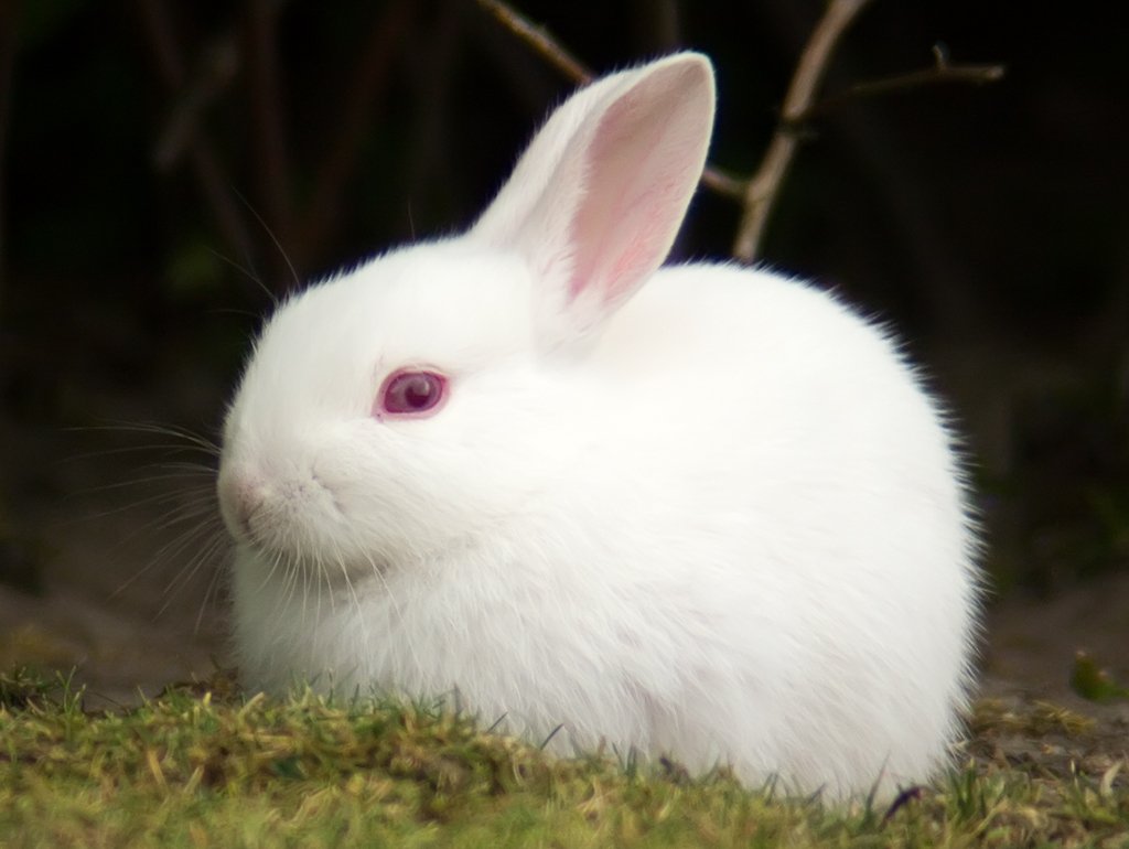 Кролик альбинос (54 фото)