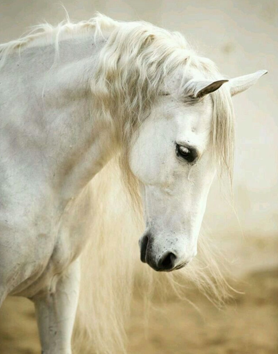Белая лошадка (59 фото)