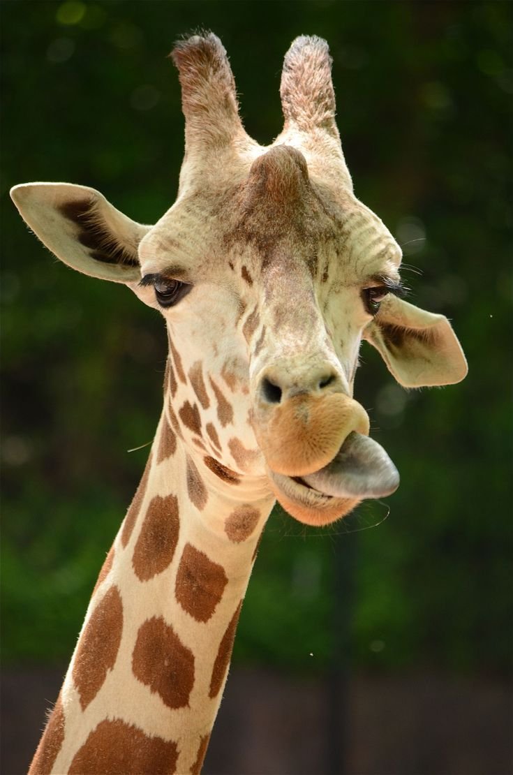 Длина языка жирафа (64 фото)
