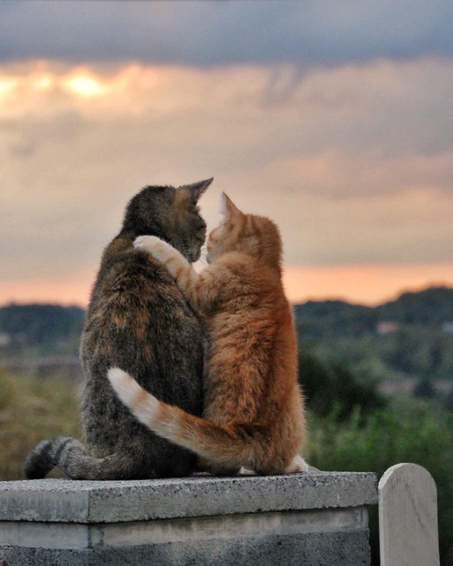 Кошки любовь (58 фото)