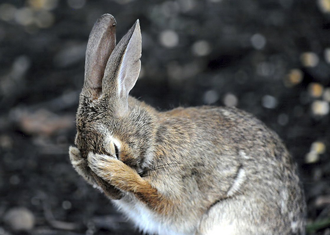 Трусливый заяц (48 фото)