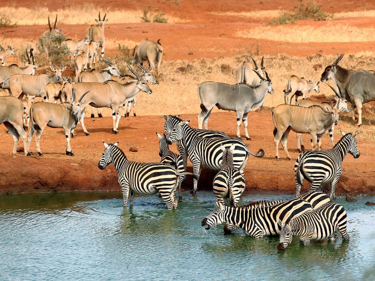 Животные Южной Африки (60 фото)