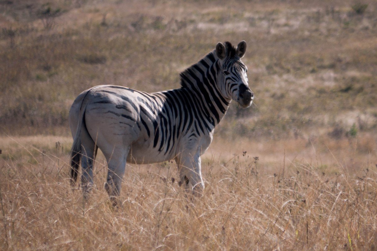 Редкие животные Африки (59 фото)