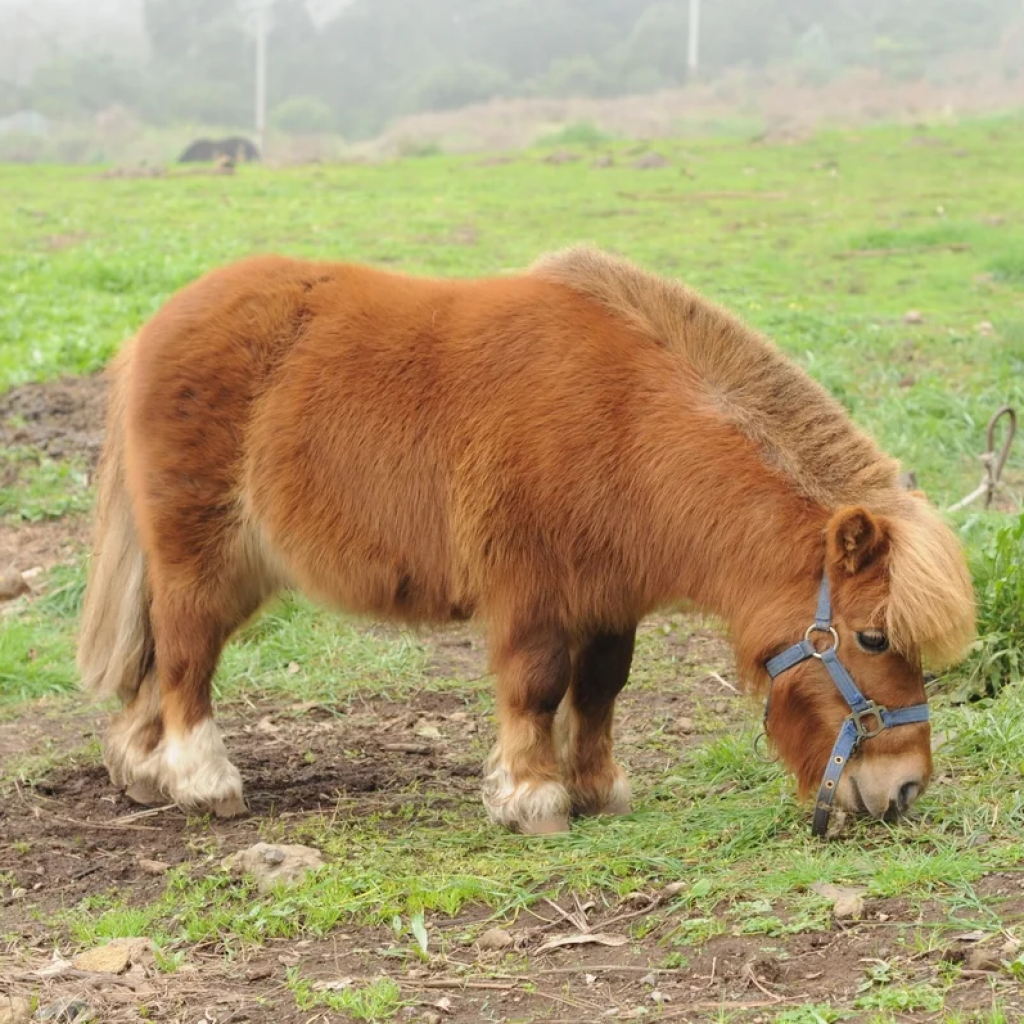 Pony лошадка. Лошади породы Фалабелла. Пони(карликовая карликовая лошадь ). Мини Шетти порода лошадей. Пони породы Хоккайдо.