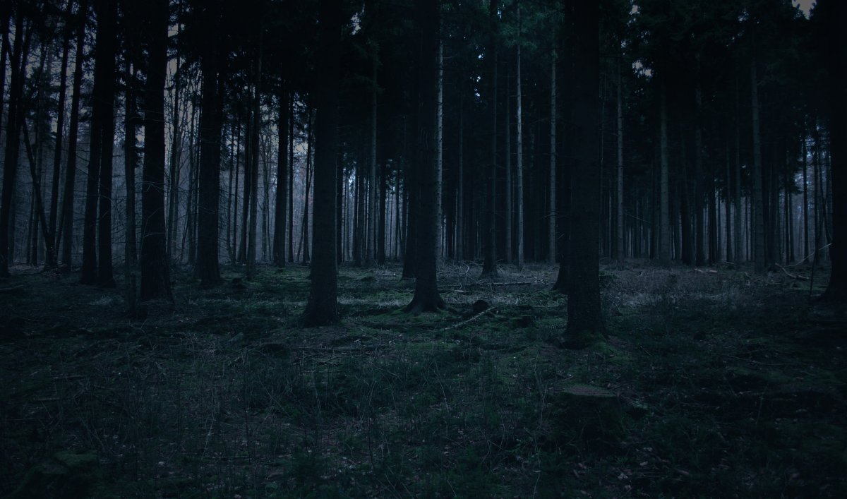 Лес ночью (60 фото)