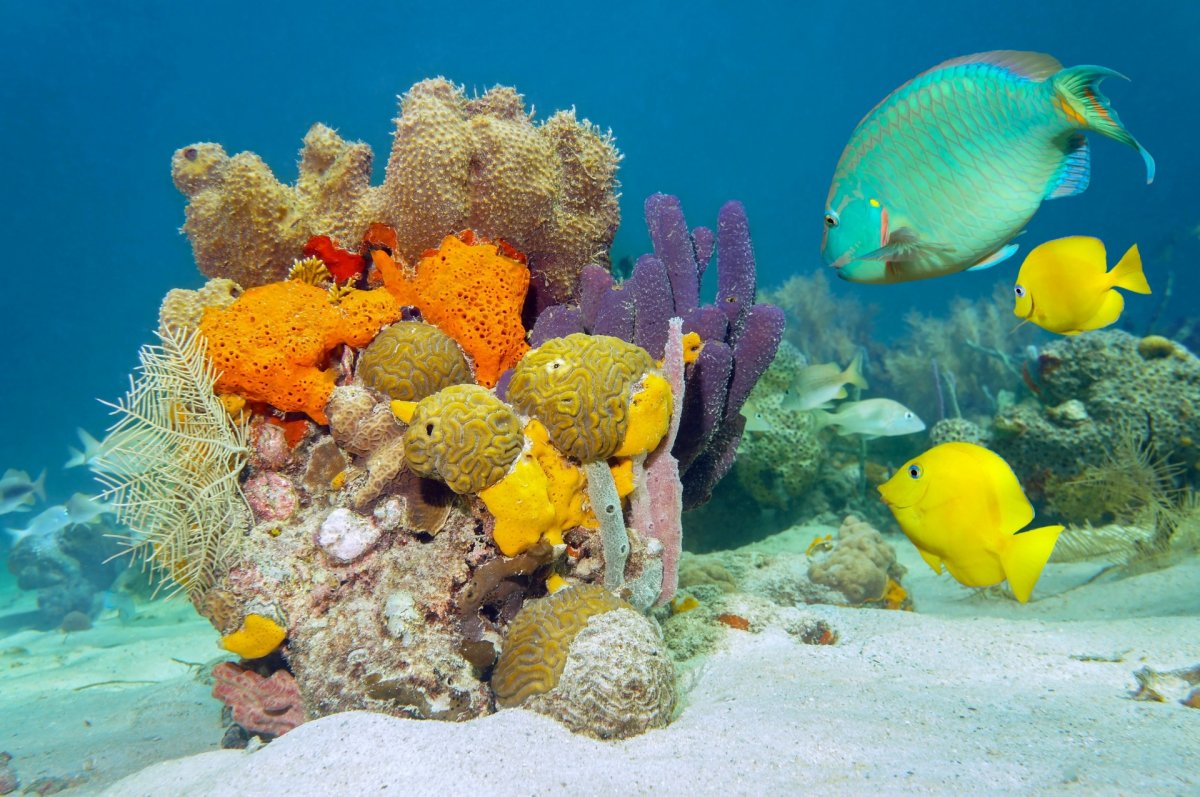 Подводный мир океана (60 фото)