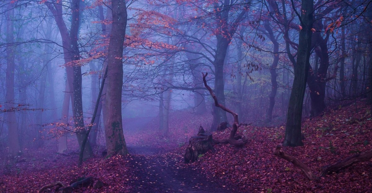Фиолетовый лес (61 фото)