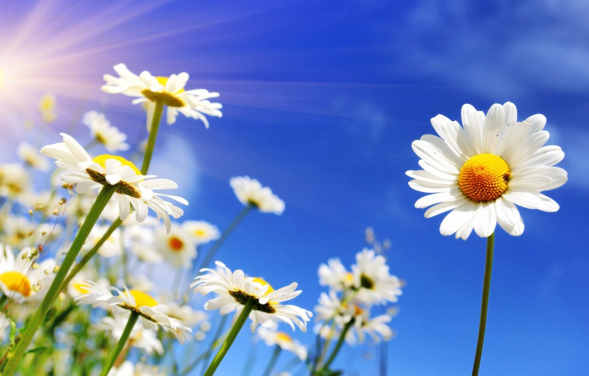 Цветы и солнце (60 фото)